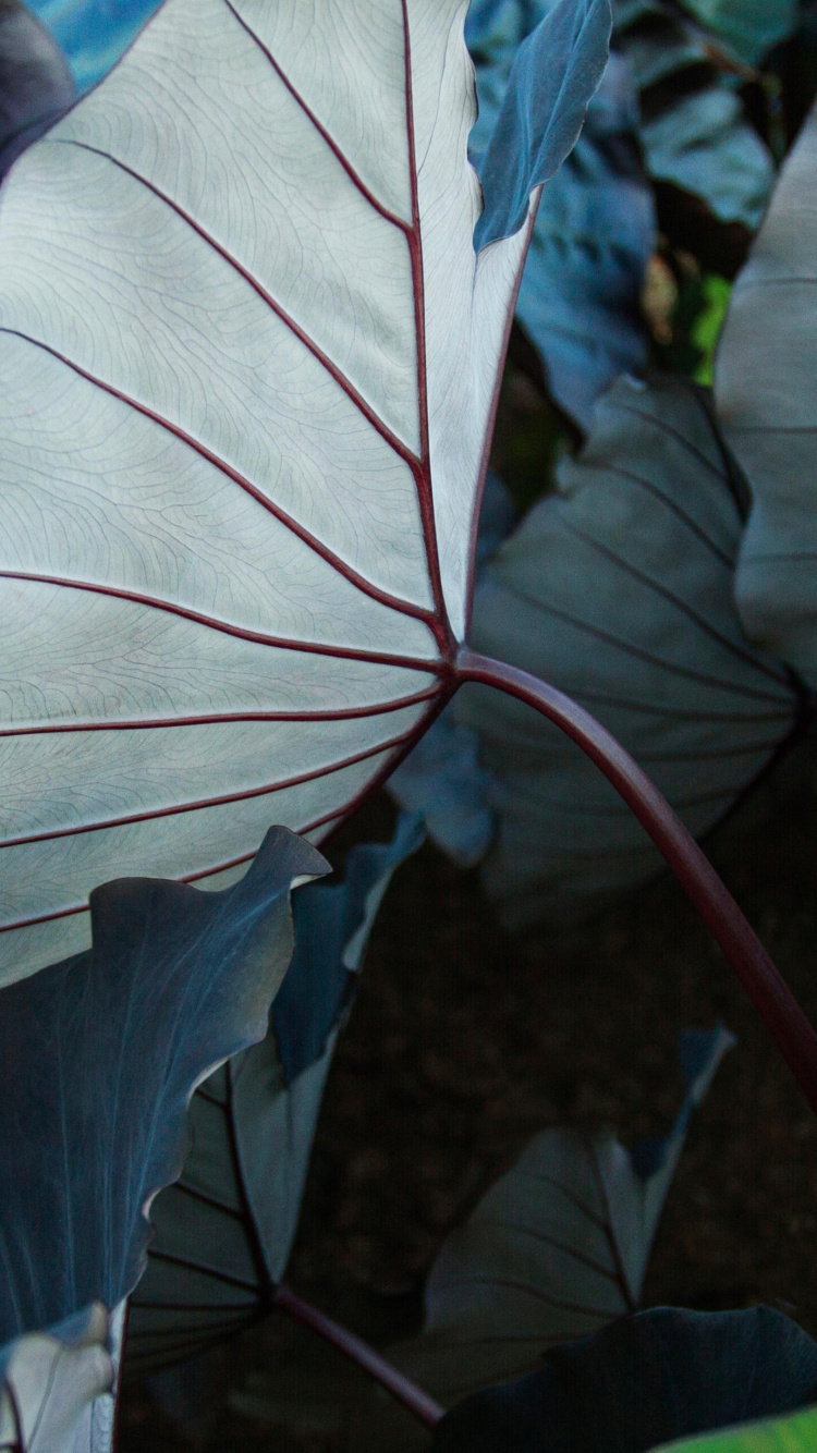 Plant, Botany, Terrestrial Plant, Petal, Leaf Vegetable. Wallpaper in 750x1334 Resolution