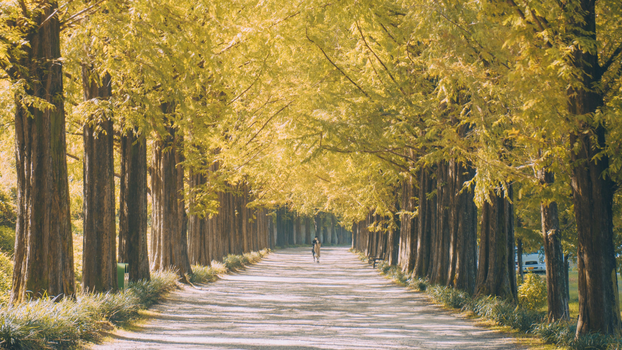 Nature, Paysage Naturel, Plantes Ligneuses, Jaune, Feuille. Wallpaper in 1280x720 Resolution