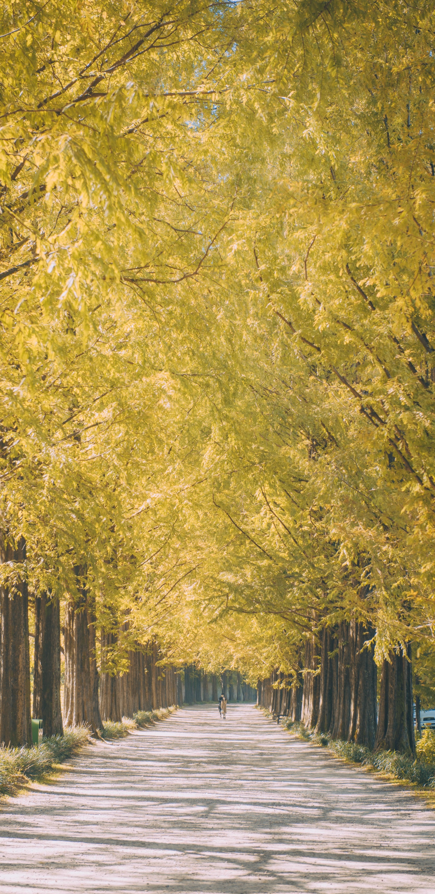 Nature, Paysage Naturel, Plantes Ligneuses, Jaune, Feuille. Wallpaper in 1440x2960 Resolution