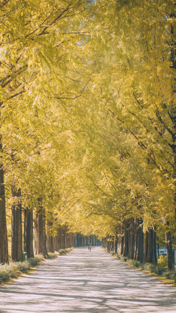 Nature, Paysage Naturel, Plantes Ligneuses, Jaune, Feuille. Wallpaper in 720x1280 Resolution