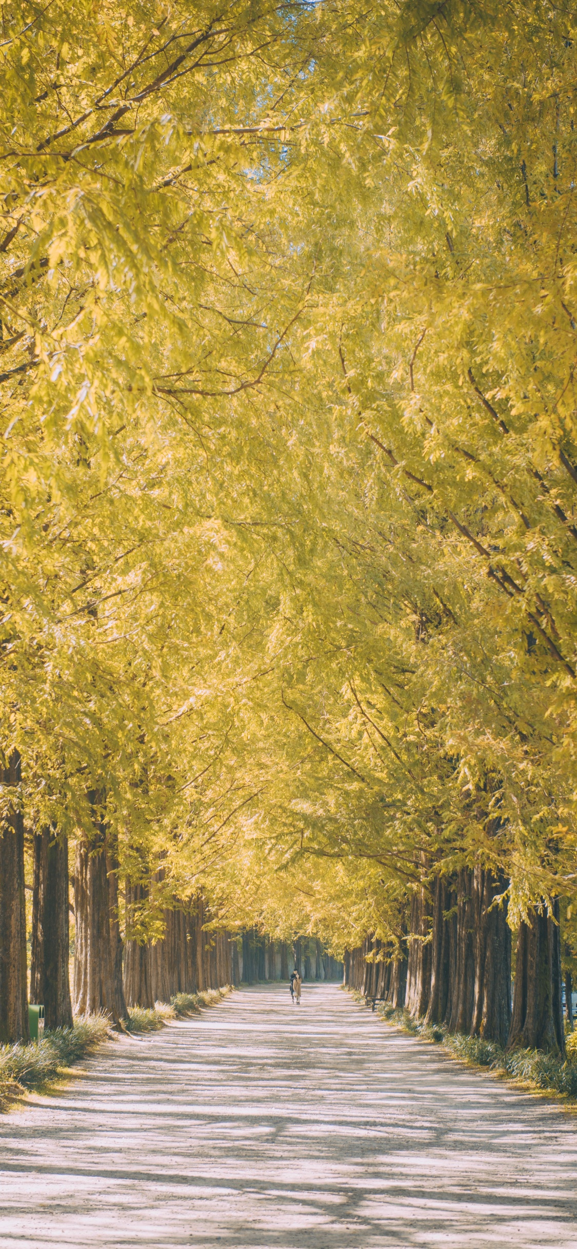 Naturaleza, Paisaje Natural, Planta Leñosa, Amarillo, Carretera. Wallpaper in 1125x2436 Resolution