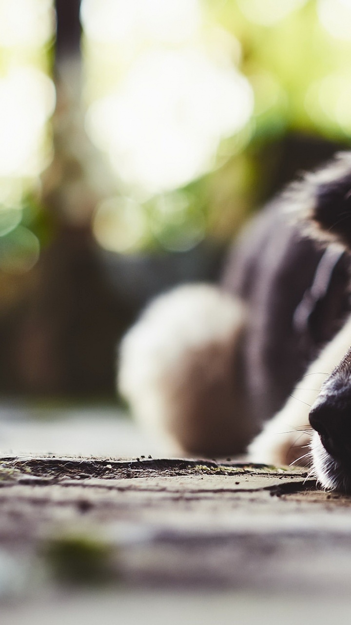 Snout, Dog Breed, Puppy, Street Dog, Dog. Wallpaper in 720x1280 Resolution