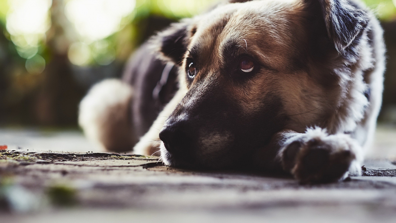 Hunderasse, Welpe, Straße Hund, Hund, Reinrassige Hunde. Wallpaper in 1280x720 Resolution