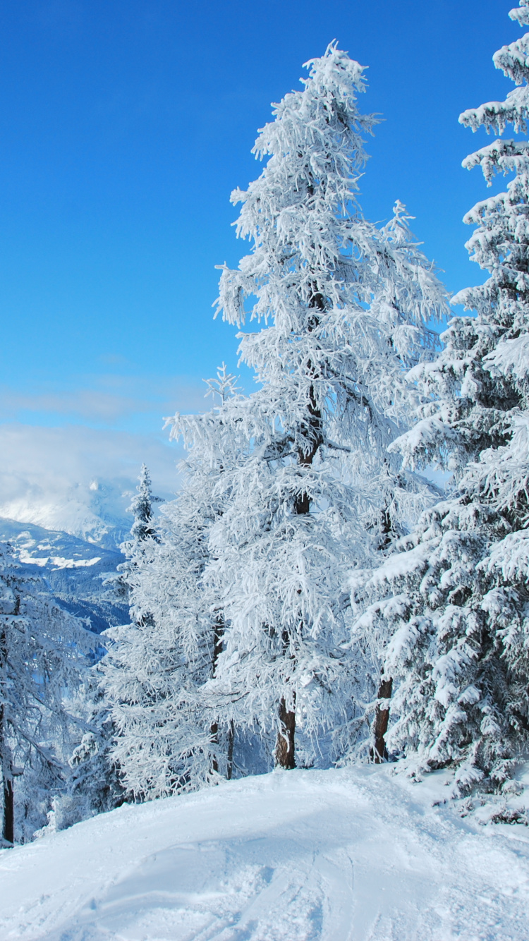 Arbres et Montagnes Couverts de Neige Pendant la Journée. Wallpaper in 750x1334 Resolution