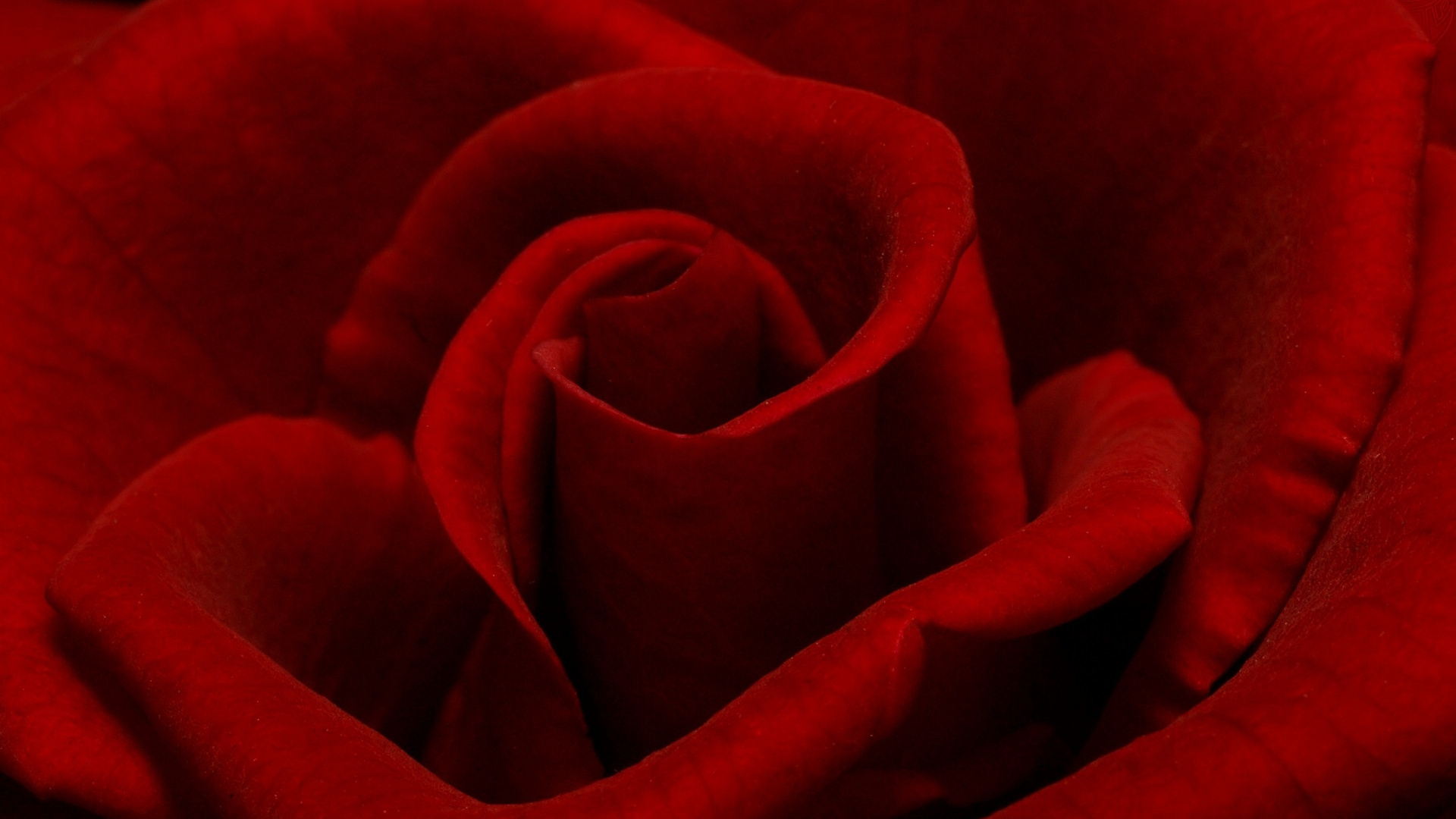 Rosa Roja en Fotografía de Cerca. Wallpaper in 1920x1080 Resolution