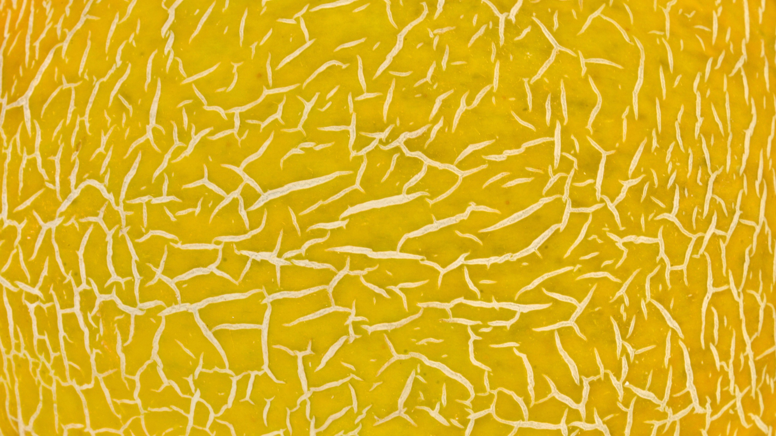 Textil Floral Amarillo y Blanco. Wallpaper in 2560x1440 Resolution