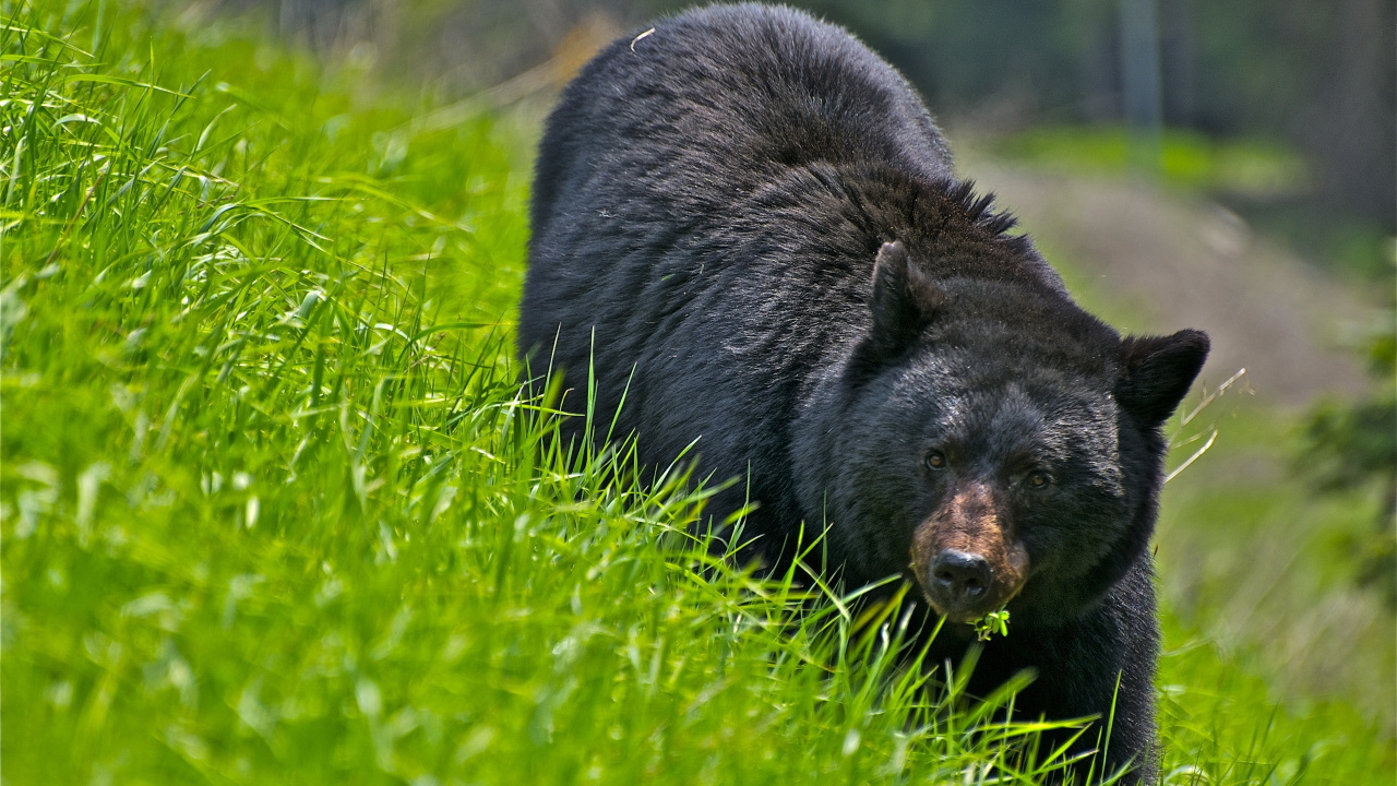 Black Bear on Green Grass During Daytime. Wallpaper in 1280x720 Resolution