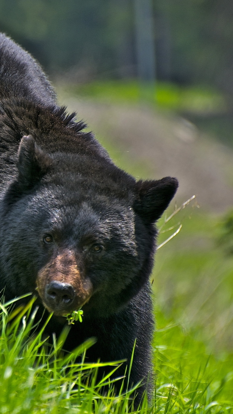 Black Bear on Green Grass During Daytime. Wallpaper in 750x1334 Resolution