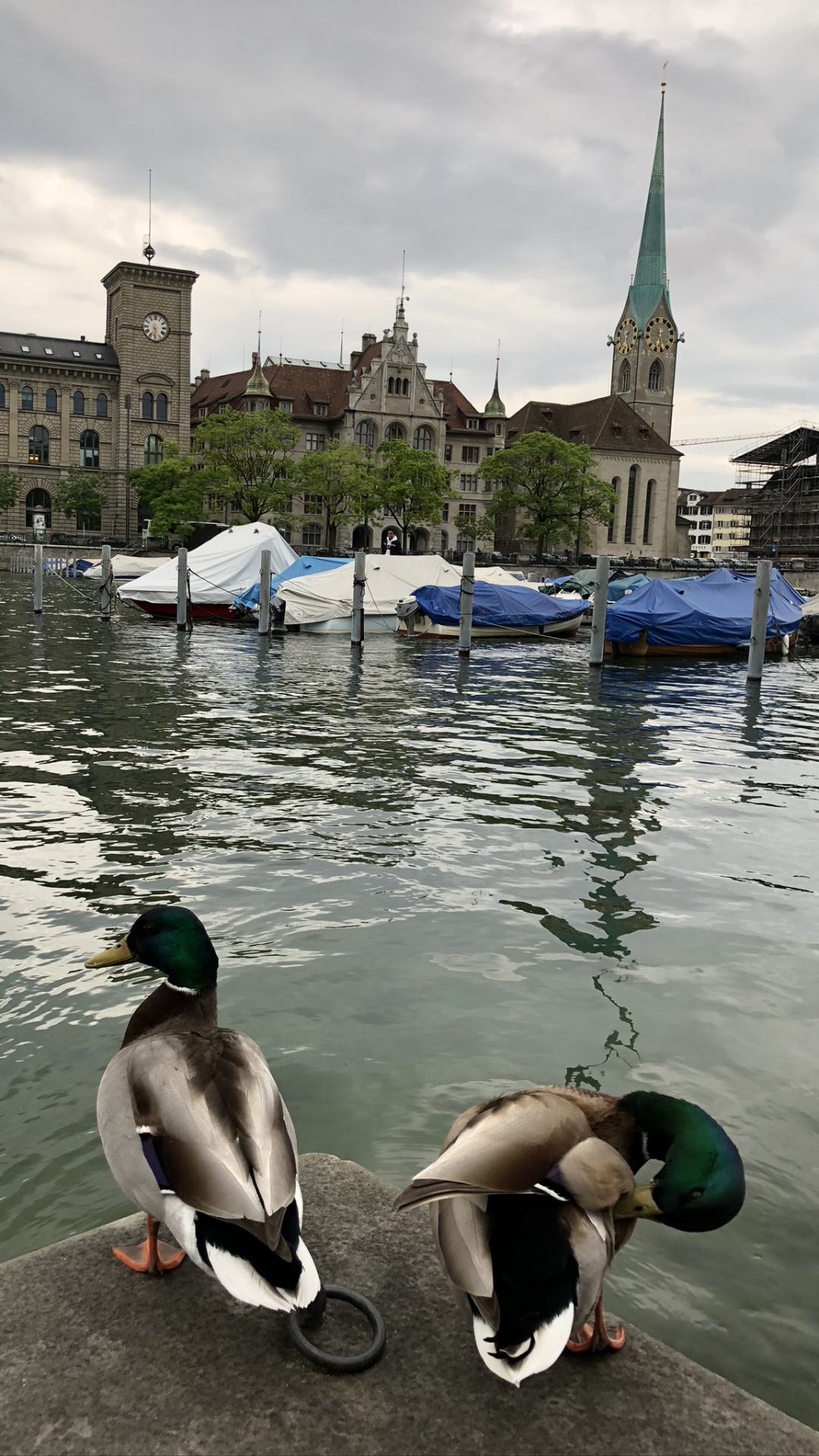 Fraumnster, Mallard, Oie, Tourisme, Corps de L'eau. Wallpaper in 1080x1920 Resolution