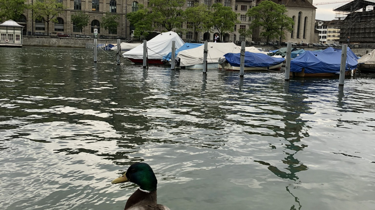 Fraumnster, Mallard, Oie, Tourisme, Corps de L'eau. Wallpaper in 1280x720 Resolution