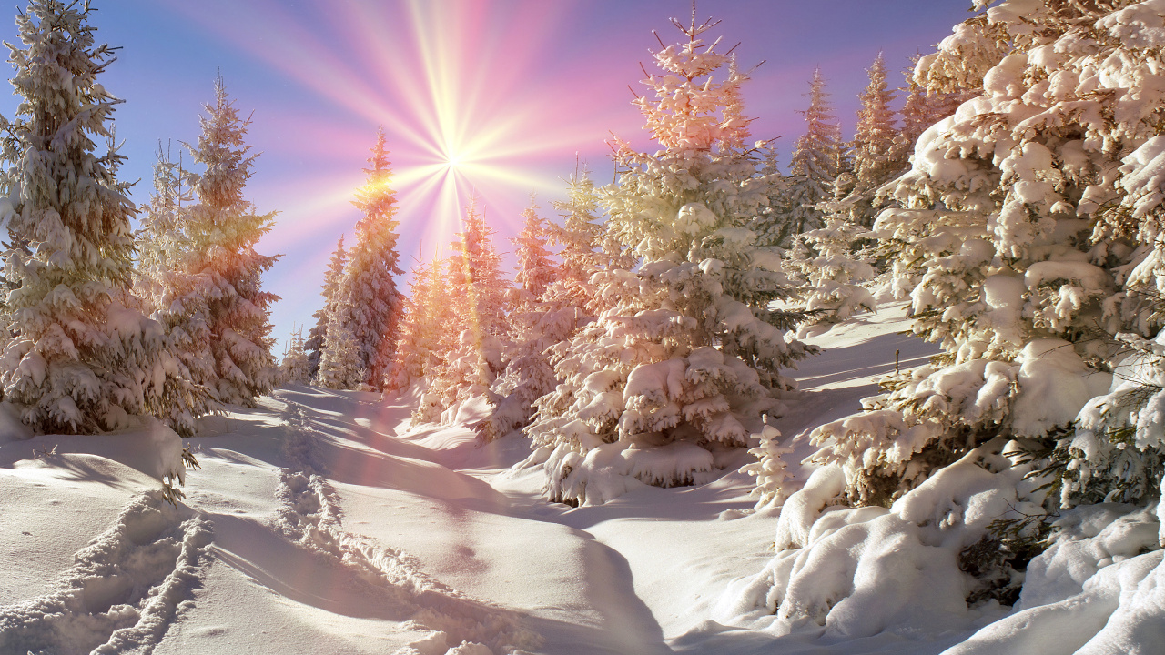 Snow Covered Trees During Daytime. Wallpaper in 1280x720 Resolution