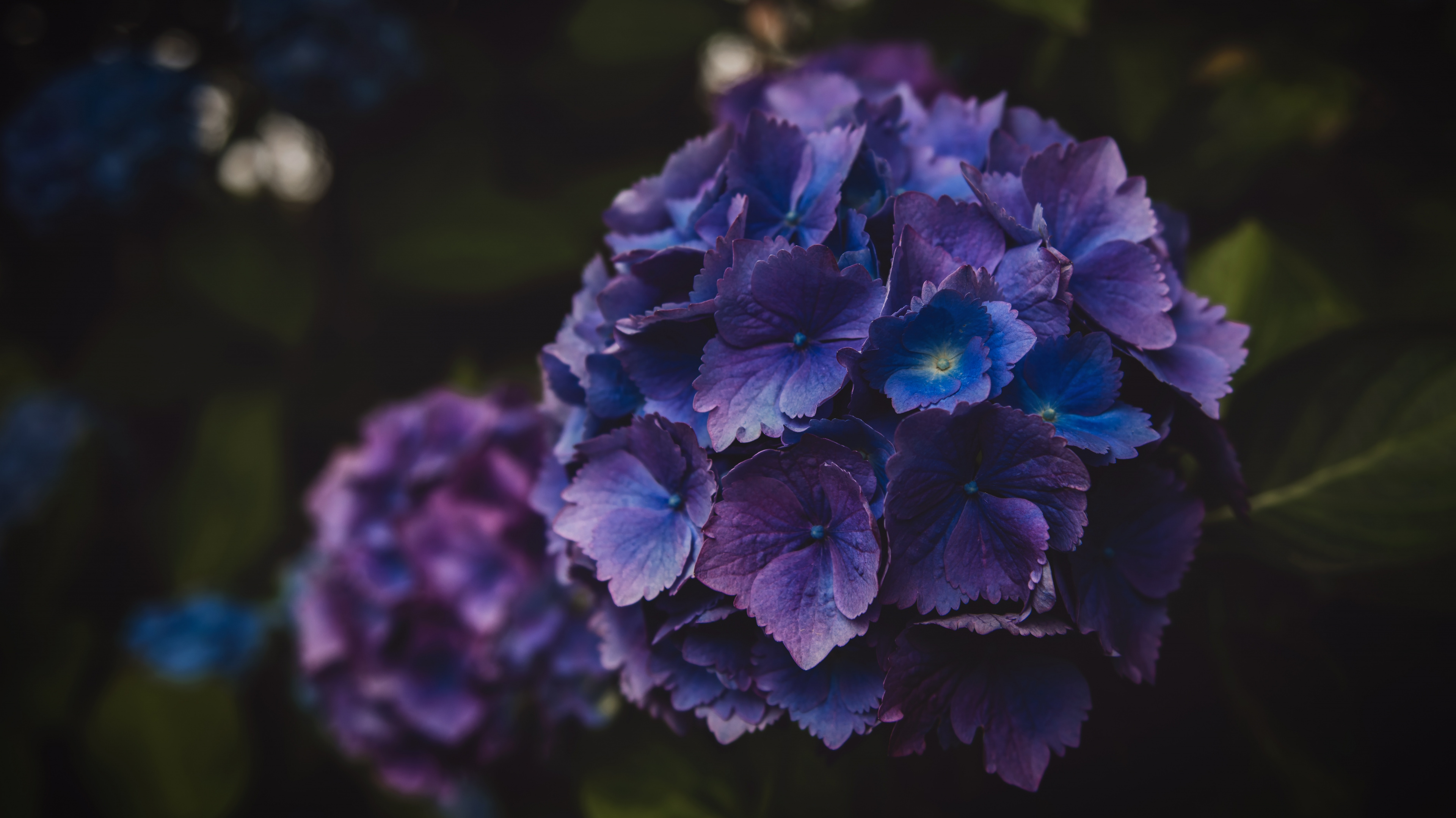 Purple Flower in Tilt Shift Lens. Wallpaper in 3840x2160 Resolution