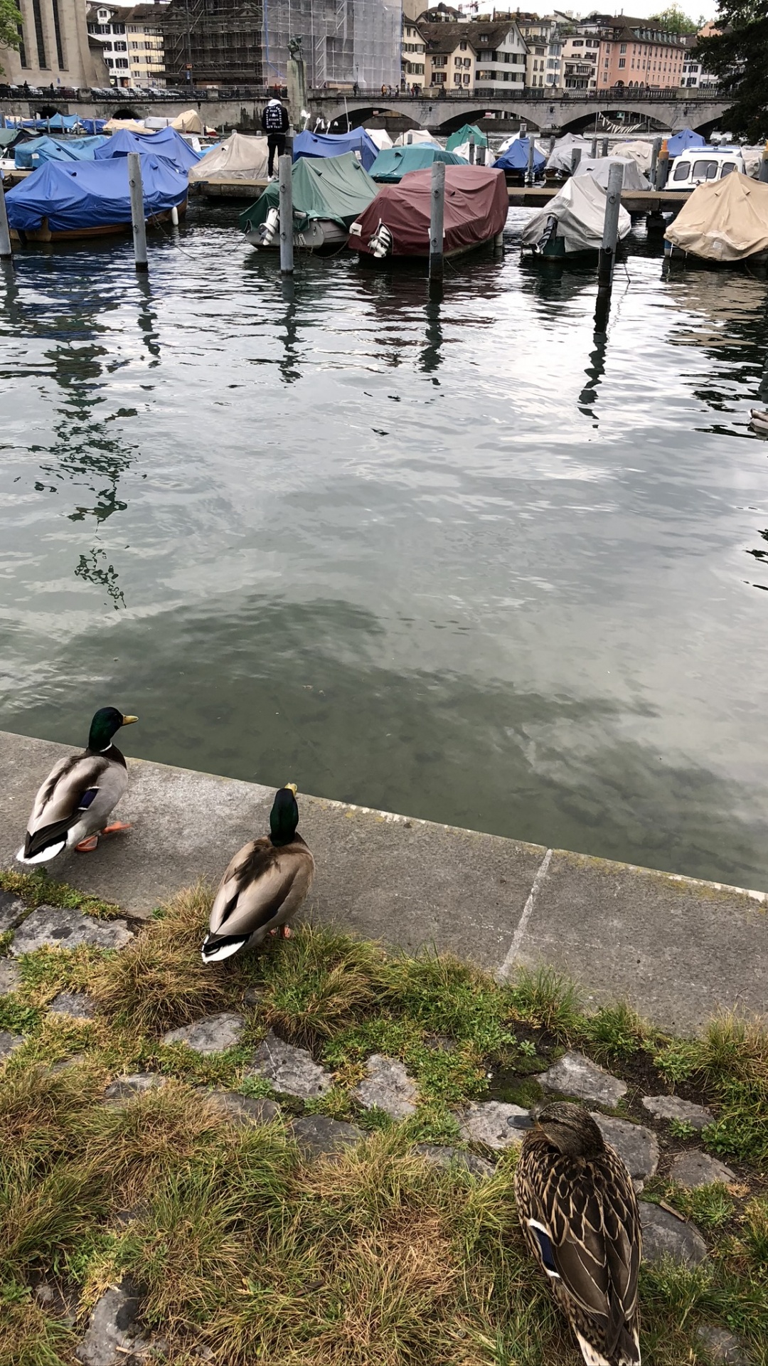 Eau, Oie, Mallard, Seaducks, Oiseau. Wallpaper in 1080x1920 Resolution