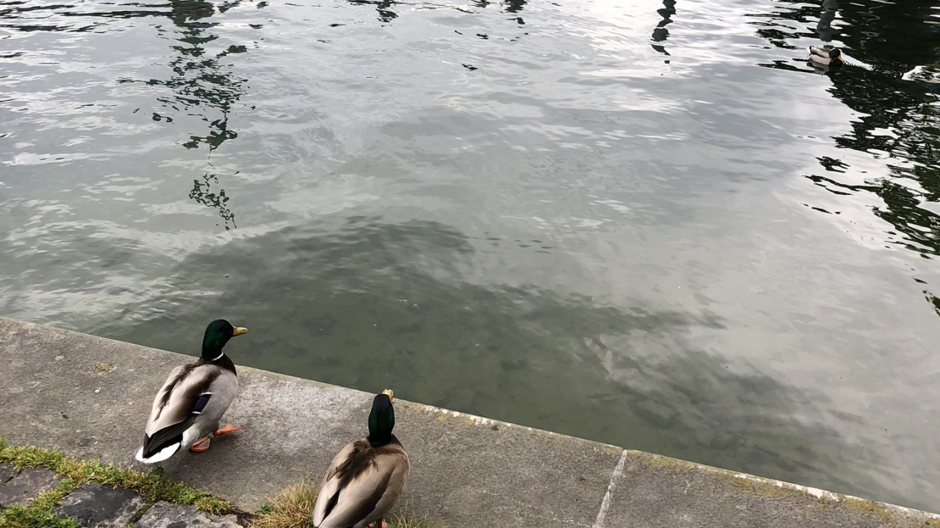 Water, Goose, Mallard, Seaducks, Birds. Wallpaper in 1366x768 Resolution