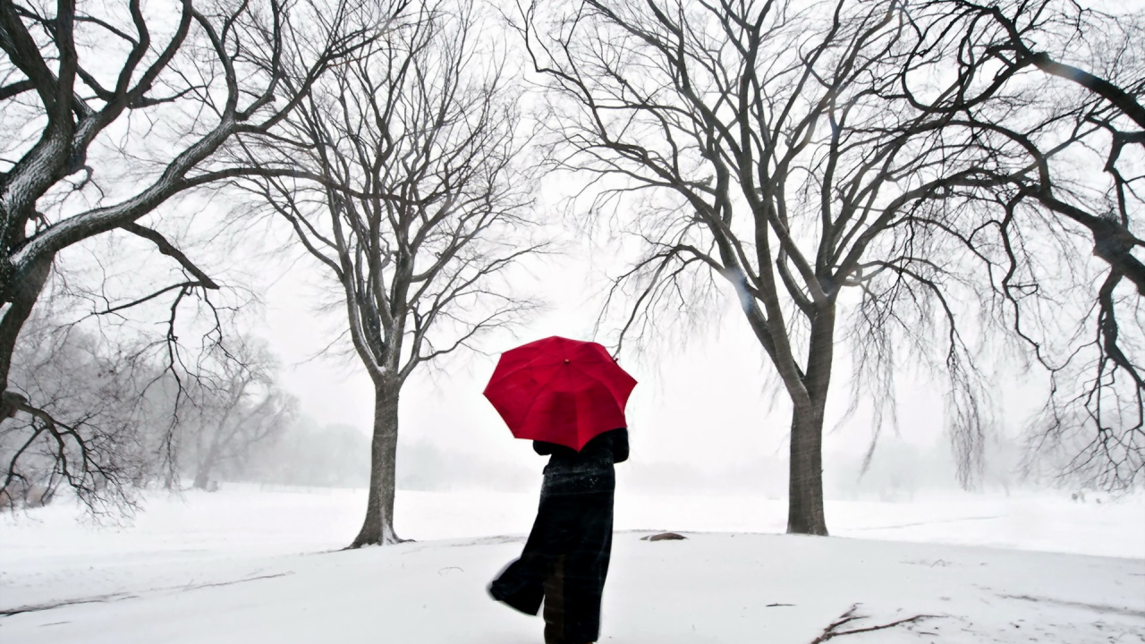 Schnee, Baum, Einfrieren, Blizzard, Winter Storm. Wallpaper in 1280x720 Resolution