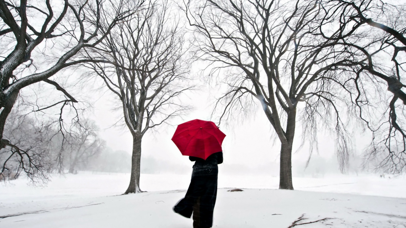 Snow, Tree, Freezing, Blizzard, Winter Storm. Wallpaper in 1366x768 Resolution