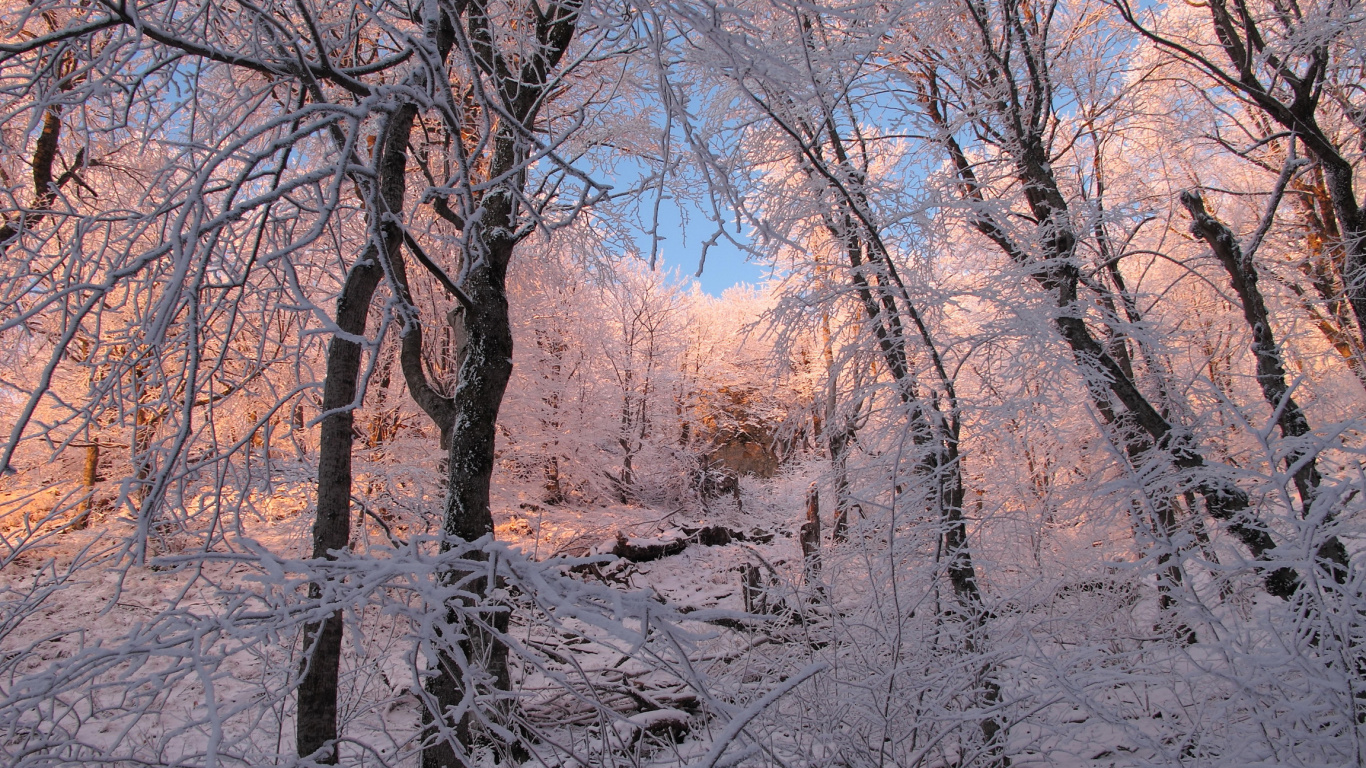Arbres Bruns Sur Sol Couvert de Neige Pendant la Journée. Wallpaper in 1366x768 Resolution