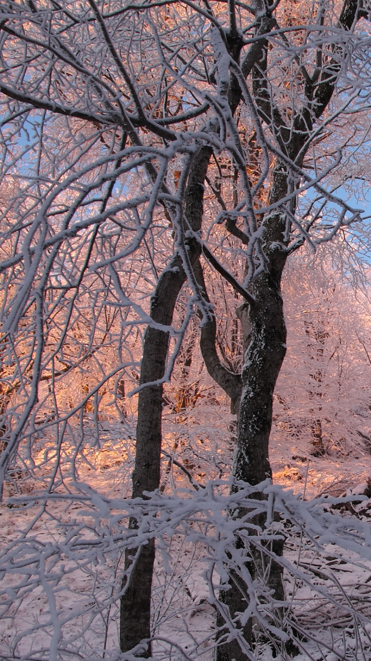 Arbres Bruns Sur Sol Couvert de Neige Pendant la Journée. Wallpaper in 750x1334 Resolution