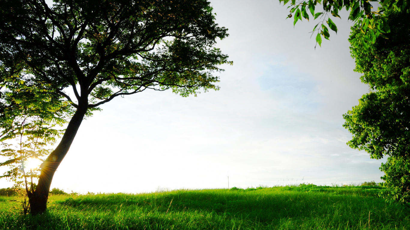 Green Grass Field With Green Tree Under White Sky During Daytime. Wallpaper in 1366x768 Resolution