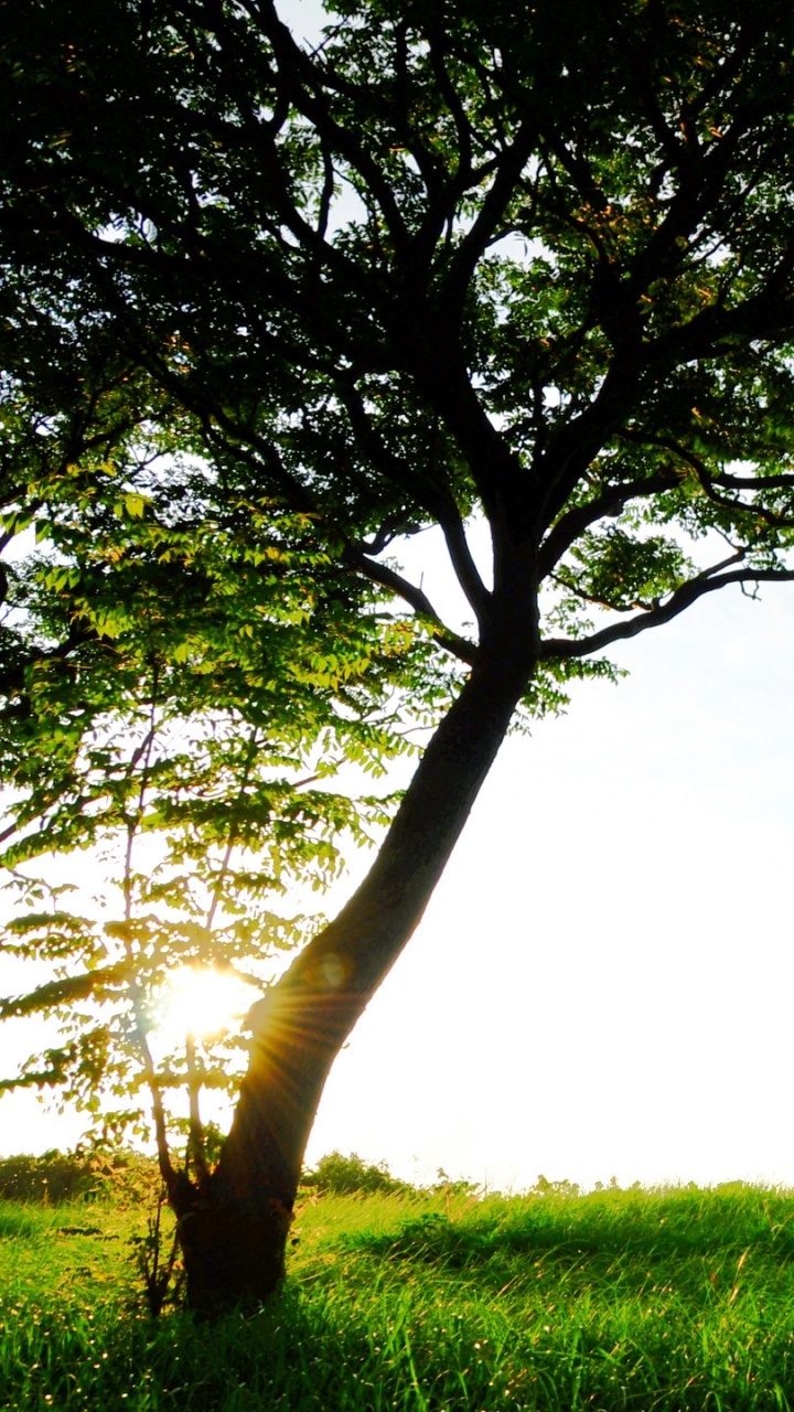 Green Grass Field With Green Tree Under White Sky During Daytime. Wallpaper in 720x1280 Resolution