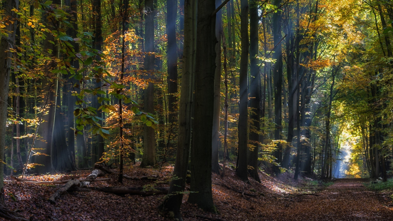 Green Trees on Forest During Daytime. Wallpaper in 1366x768 Resolution