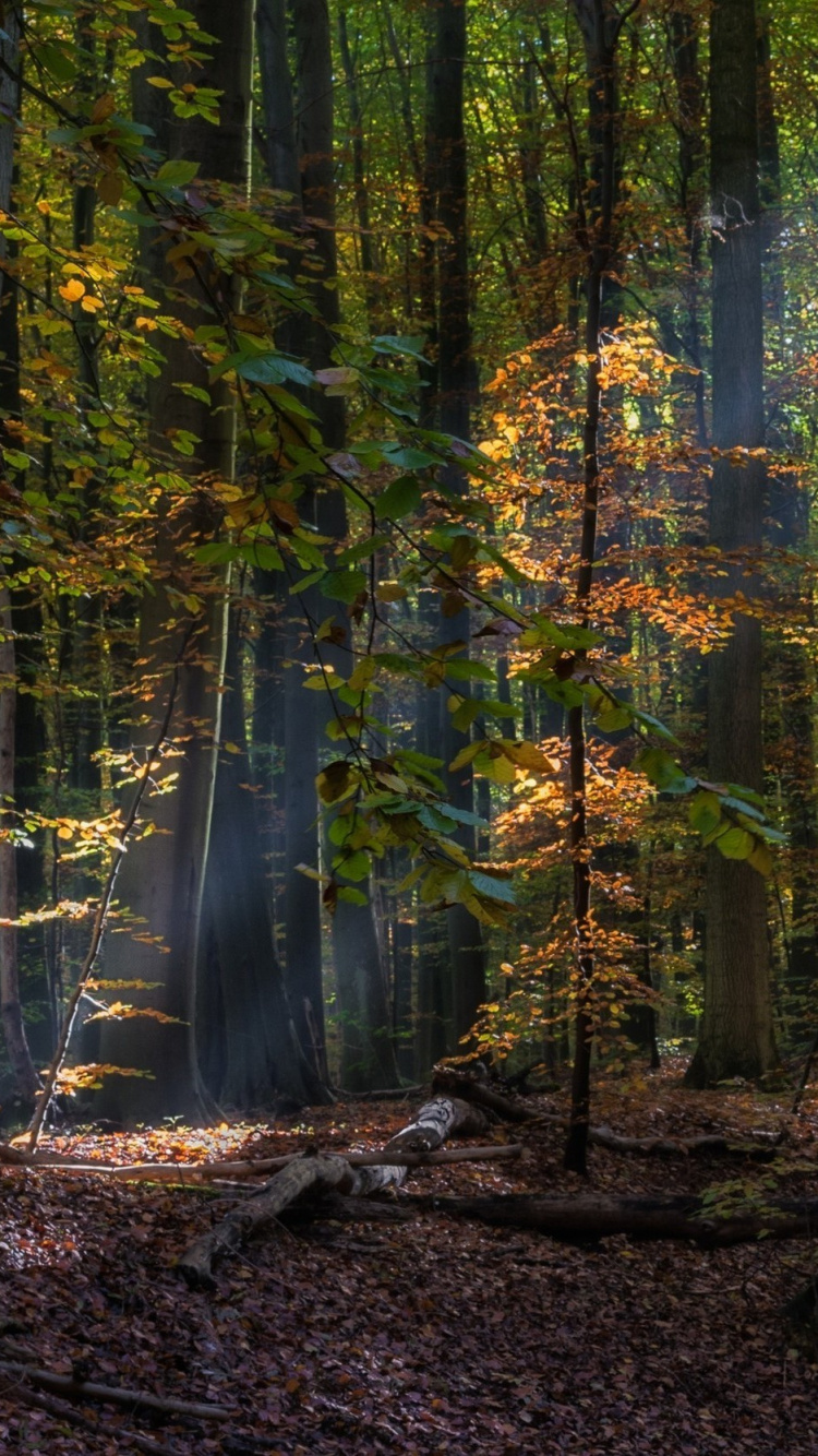 Green Trees on Forest During Daytime. Wallpaper in 750x1334 Resolution