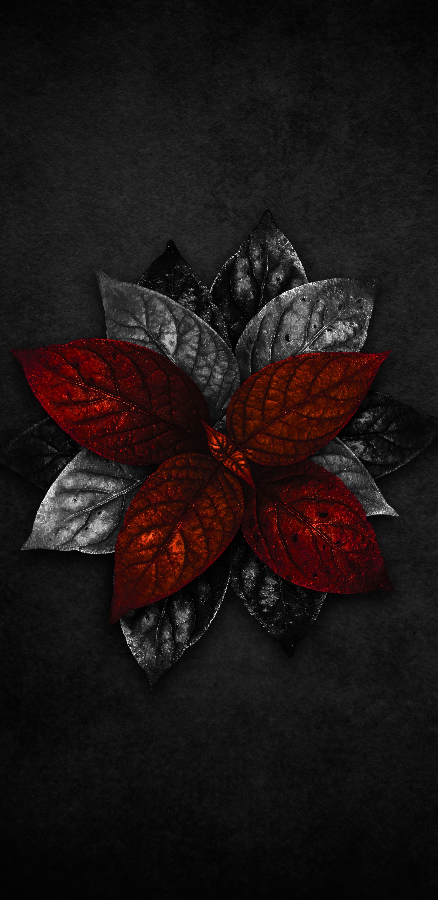 Flower, Petal, Creative Arts, Art, Pattern. Wallpaper in 1440x2960 Resolution