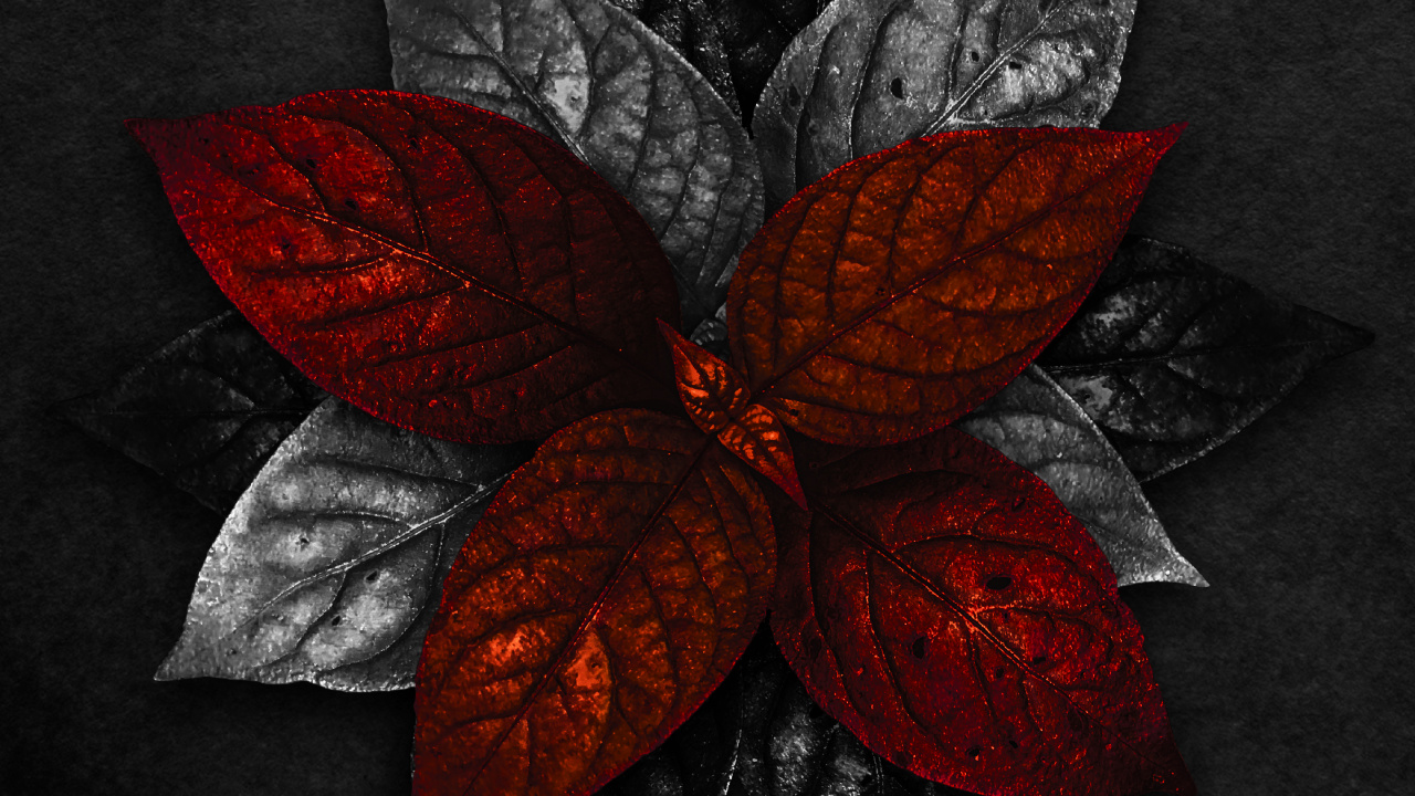 Pétale, Arts Créatifs, Art, Cercle, la Floraison de la Plante. Wallpaper in 1280x720 Resolution