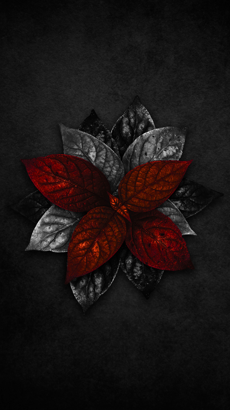 Pétale, Arts Créatifs, Art, Cercle, la Floraison de la Plante. Wallpaper in 750x1334 Resolution