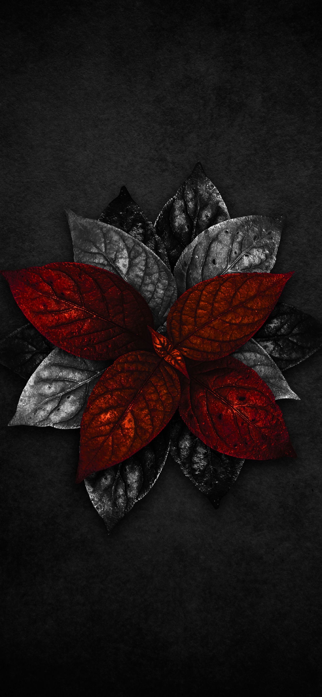 Pétalo, Artes Creativas, Arte, Patrón, Circulo. Wallpaper in 1125x2436 Resolution