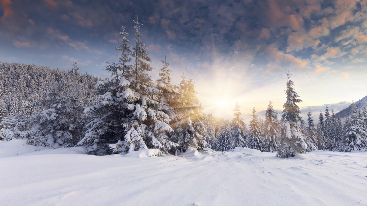 Árboles Cubiertos de Nieve Durante el Día. Wallpaper in 1280x720 Resolution