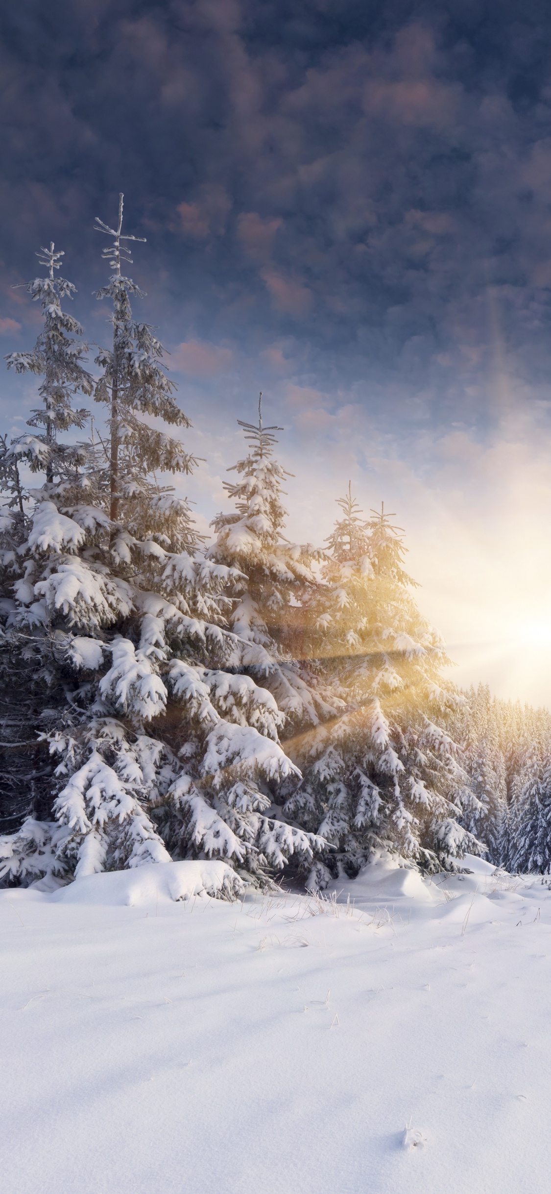 Arbres Couverts de Neige Pendant la Journée. Wallpaper in 1125x2436 Resolution