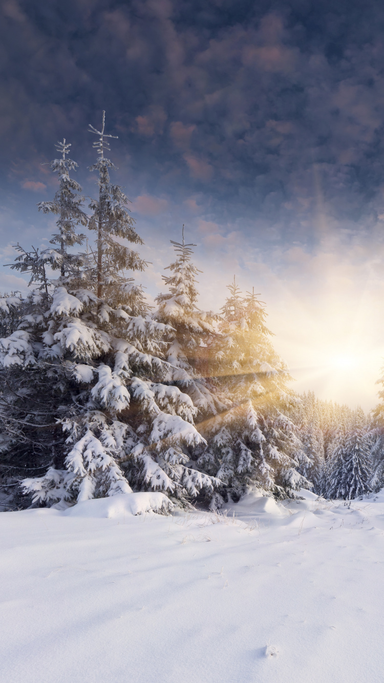 Snow Covered Trees During Daytime. Wallpaper in 750x1334 Resolution