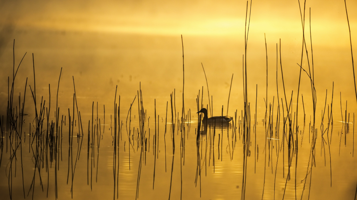 Wassertropfen Auf Gewässer Bei Sonnenuntergang. Wallpaper in 1366x768 Resolution