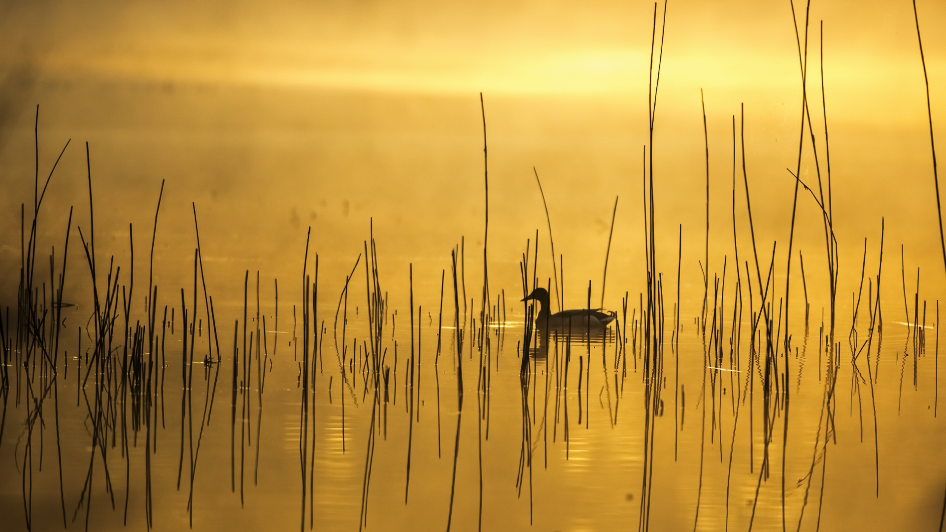 Gouttelettes D'eau Sur le Plan D'eau au Coucher du Soleil. Wallpaper in 1920x1080 Resolution