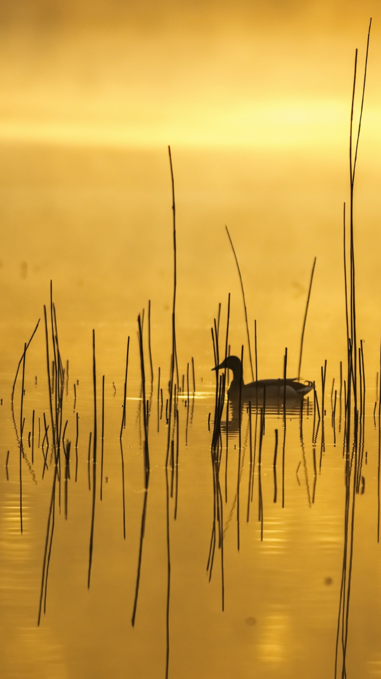 Gouttelettes D'eau Sur le Plan D'eau au Coucher du Soleil. Wallpaper in 750x1334 Resolution