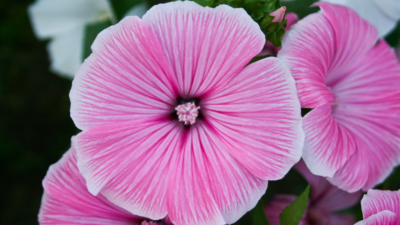 Flor Rosa, En, Macro, Tiro. Wallpaper in 1280x720 Resolution