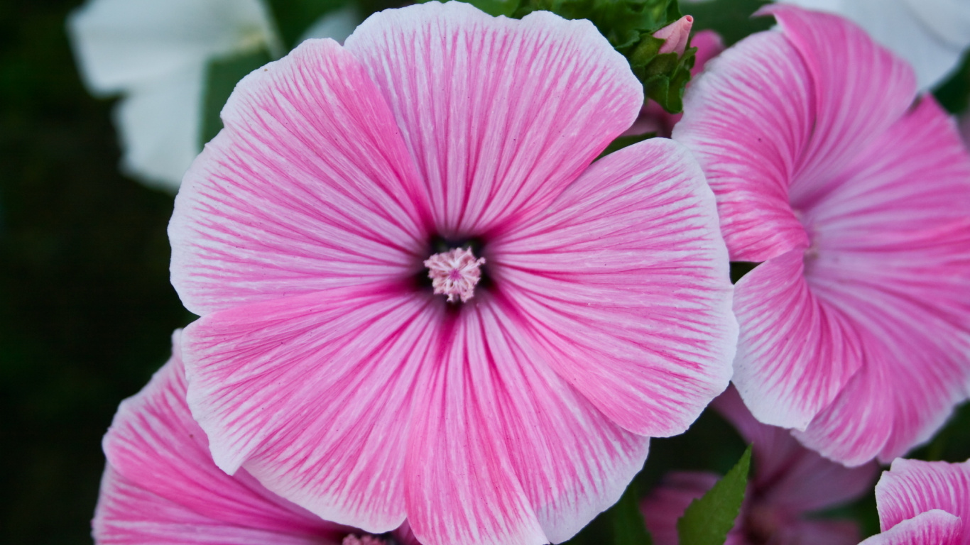 Fleur Rose en Macro Shot. Wallpaper in 1366x768 Resolution