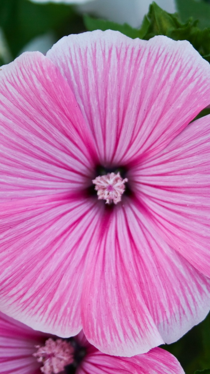Fleur Rose en Macro Shot. Wallpaper in 720x1280 Resolution