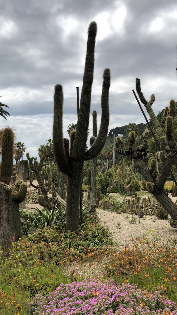 la Vegetación, Arbustos, la Comunidad Vegetal, Arbusto, la Cubierta Vegetal. Wallpaper in 750x1334 Resolution