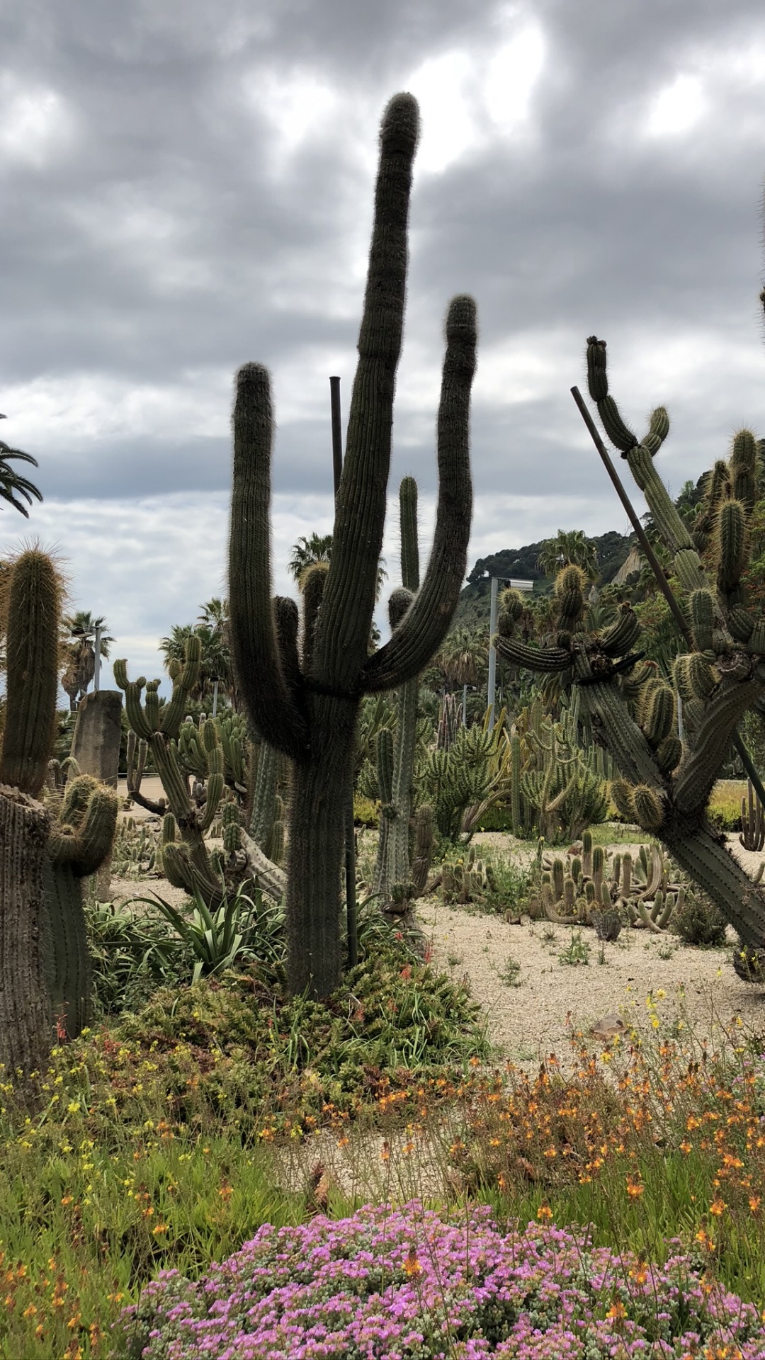 Végétation, Les Landes, Plante de la Communauté, Arbuste, Couvre-sol. Wallpaper in 1080x1920 Resolution