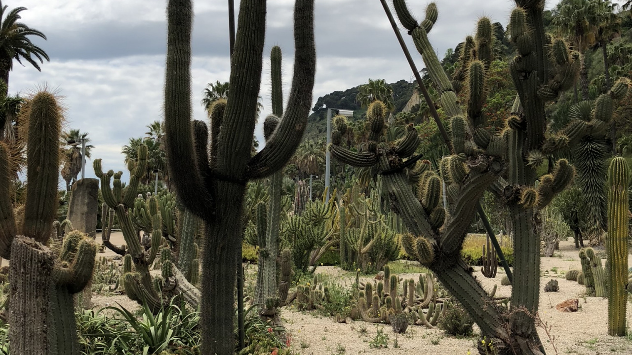 Végétation, Les Landes, Plante de la Communauté, Arbuste, Couvre-sol. Wallpaper in 1280x720 Resolution
