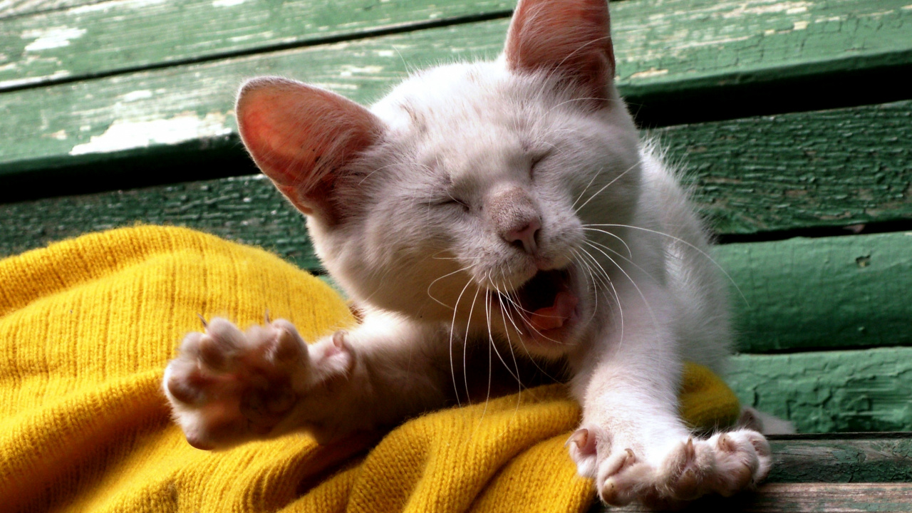 White Cat Lying on Yellow Textile. Wallpaper in 1280x720 Resolution