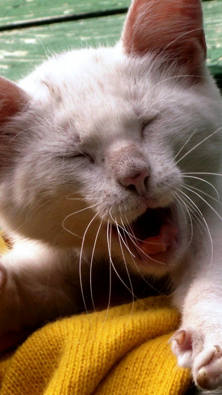 White Cat Lying on Yellow Textile. Wallpaper in 720x1280 Resolution