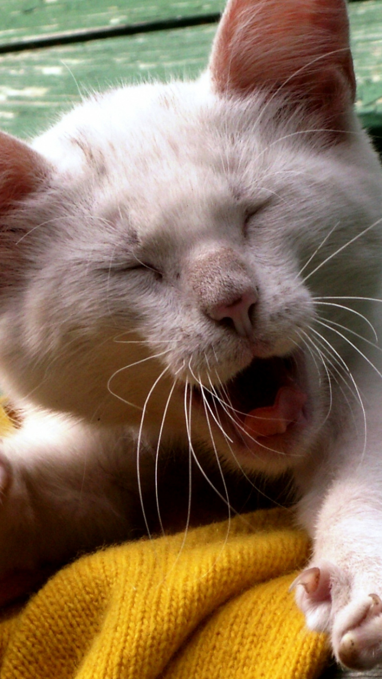 White Cat Lying on Yellow Textile. Wallpaper in 750x1334 Resolution