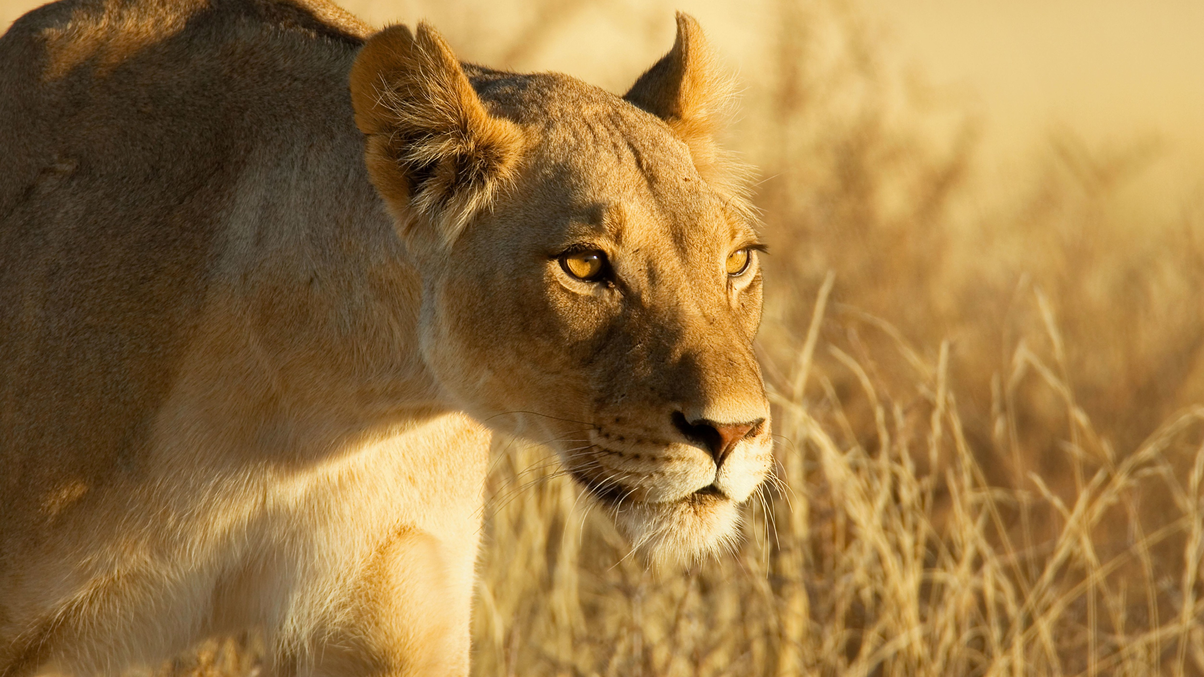 Brown Lioness on Brown Grass During Daytime. Wallpaper in 3840x2160 Resolution