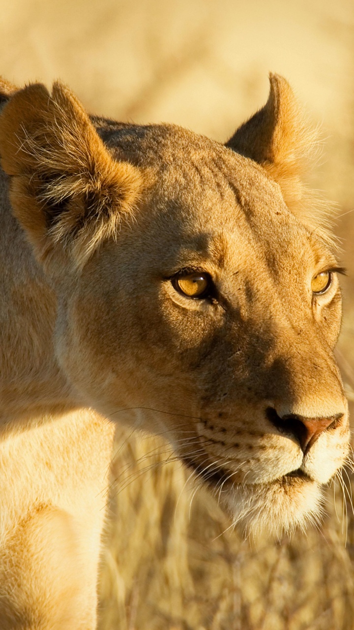 Brown Lioness on Brown Grass During Daytime. Wallpaper in 720x1280 Resolution