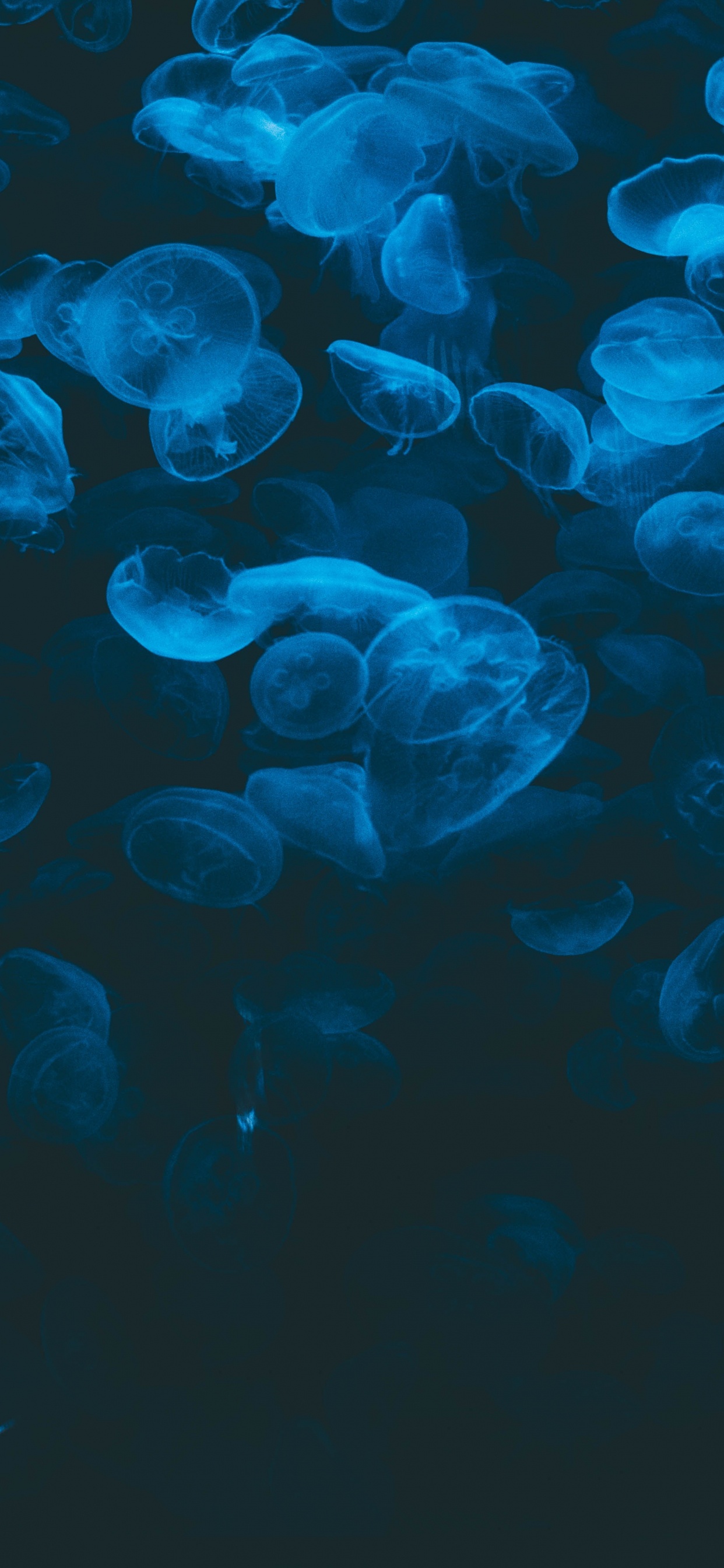 Blue and White Jellyfish Illustration. Wallpaper in 1242x2688 Resolution