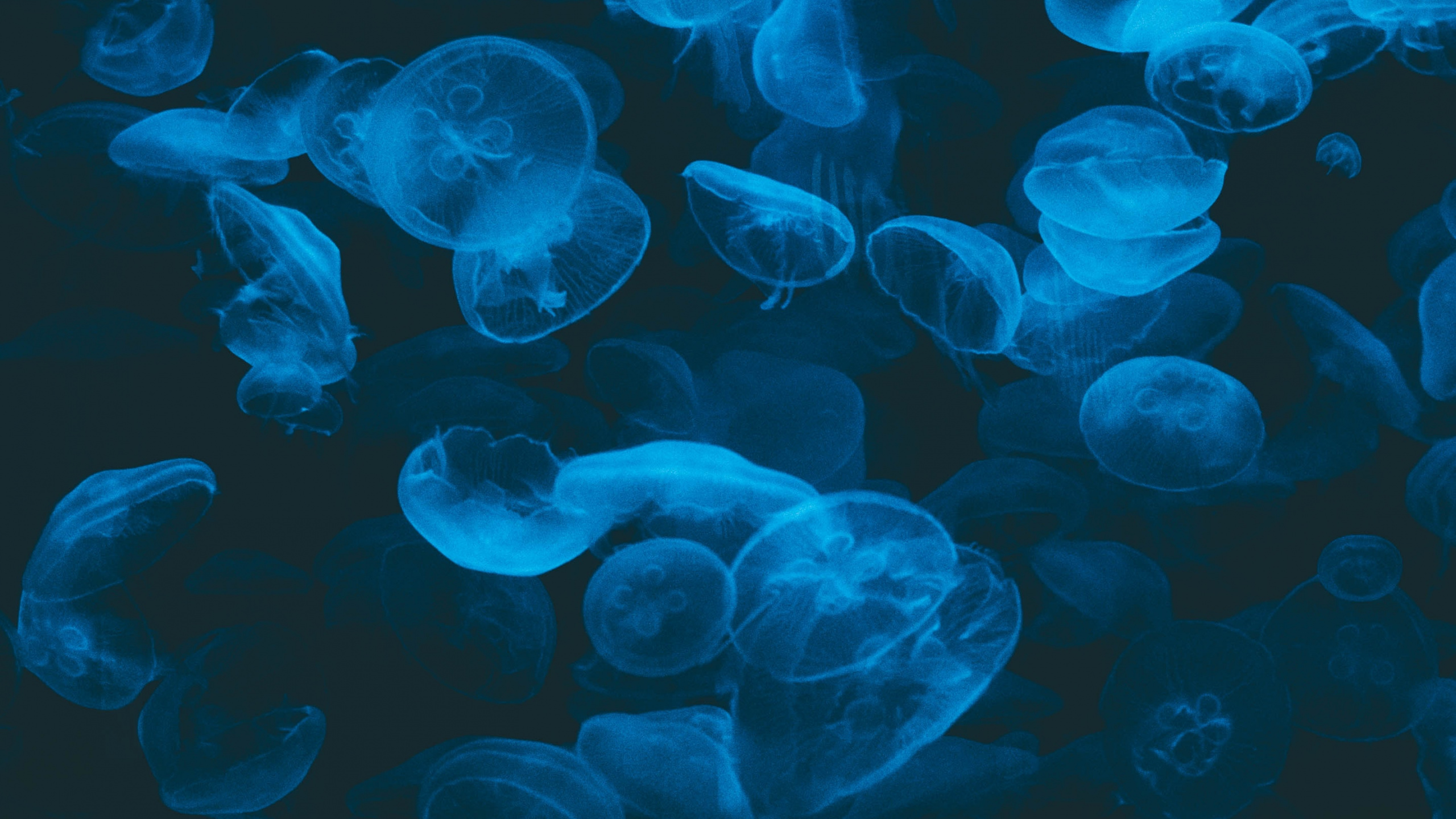 Blue and White Jellyfish Illustration. Wallpaper in 2560x1440 Resolution