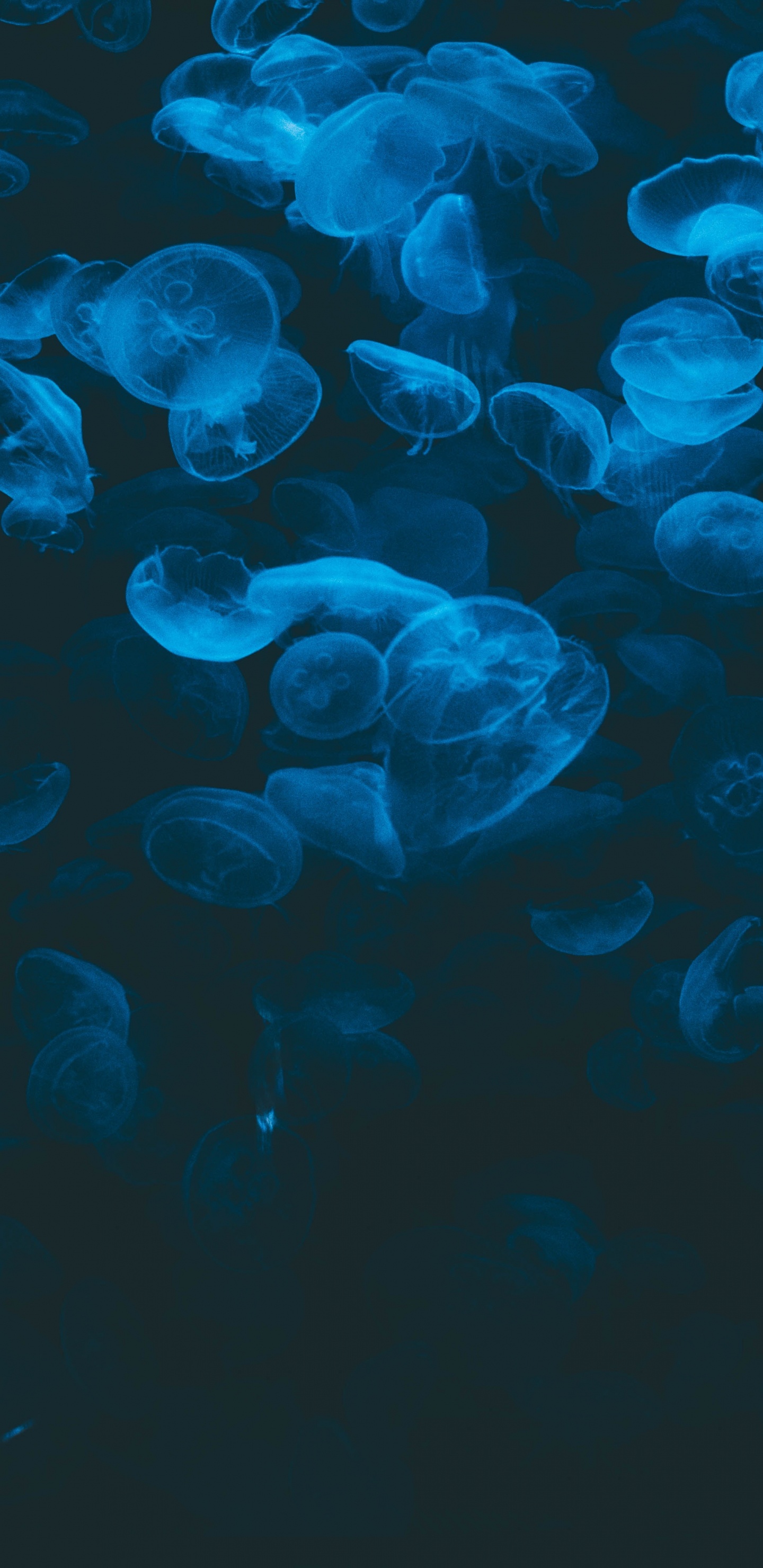 水母, 生物发光, 水上, 海洋生物学, 电蓝色的 壁纸 1440x2960 允许